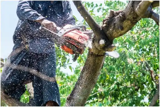 tree services Oak Harbor